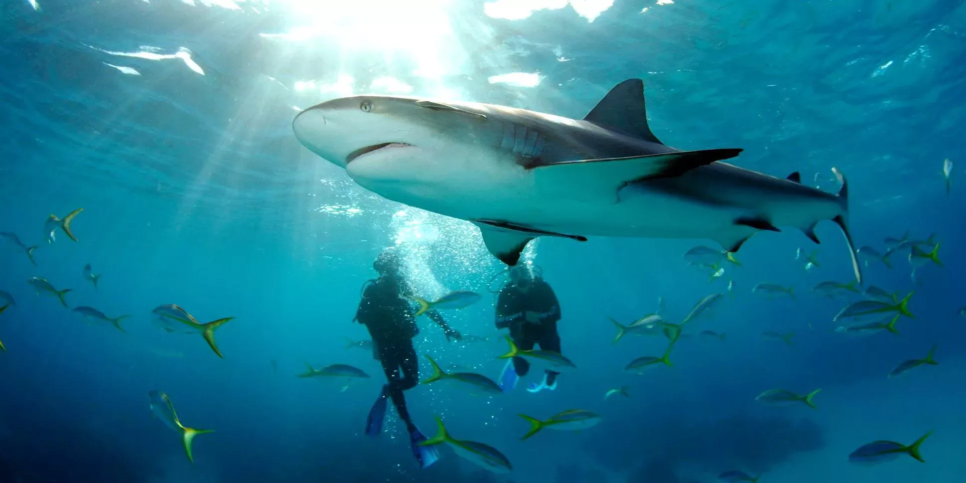 shark attacks